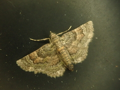 Gymnoscelis esakii