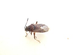 Rhypodes