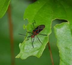Hypselonotus argutus