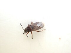 Rhypodes