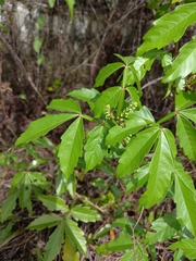 Paullinia pinnata