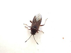 Rhypodes