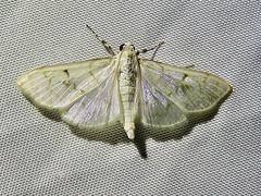 Margaroniini