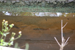 Mayaheros urophthalmus