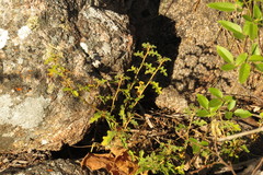Solanum graniticum
