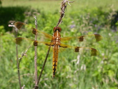 Libellula semifasciata