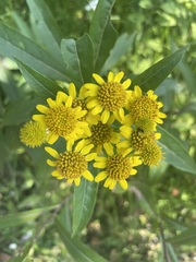 Verbesina virgata