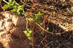 Muehlenbeckia rhyticarya