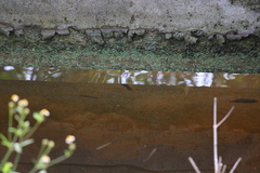 Mayaheros urophthalmus