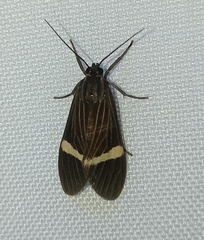 Aclytia heber