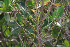 Myrsine cubana