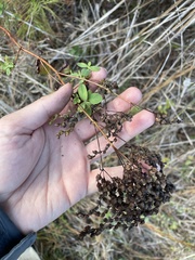 Hypericum crux-andreae