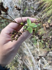Hypericum crux-andreae