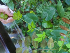 Tetrastigma obtectum