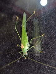 Anaulacomerina