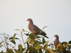 Patagioenas flavirostris