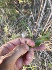 Neolasioptera lathami