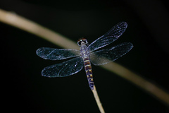 Brachydiplax duivenbodei