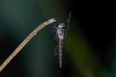 Brachydiplax duivenbodei