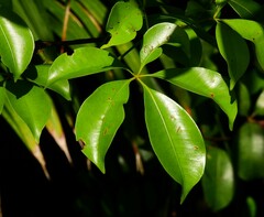 Cissus penninervis