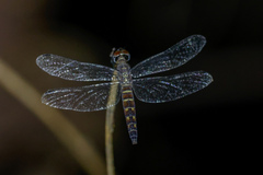 Brachydiplax duivenbodei