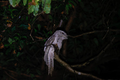 Podargus papuensis