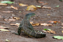 Varanus panoptes panoptes