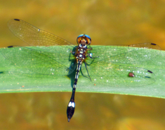 Macrothemis ultima