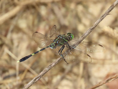 Orthetrum serapia