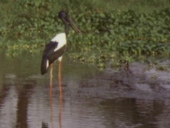 Ephippiorhynchus asiaticus