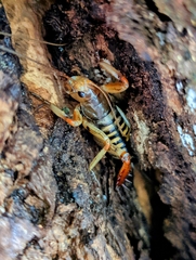 Hemideina crassidens