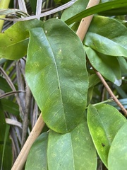 Wisteriopsis reticulata