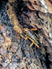 Hemideina crassidens