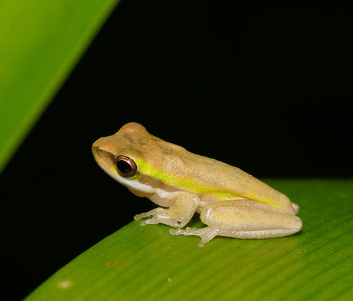 Eastern Dwarf Tree Frog, photo 2 of 10