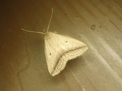 Zanclognatha obliqua