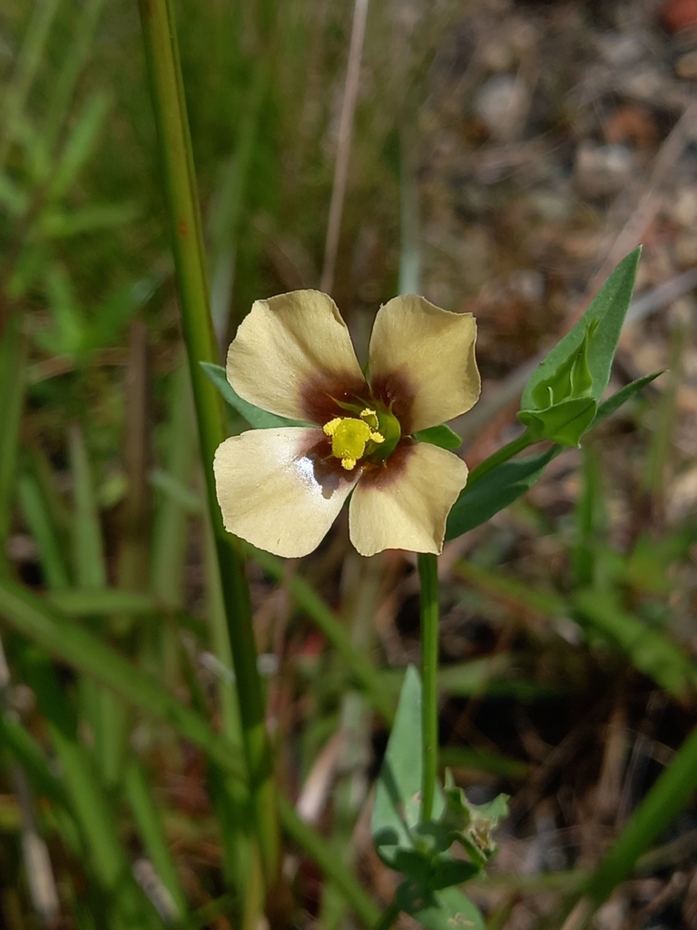 Schultesia guianensis