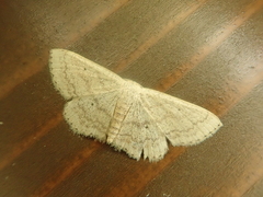 Idaea biselata