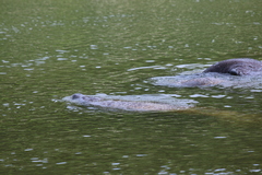 Trichechus manatus latirostris