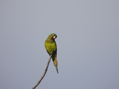 Eupsittula canicularis