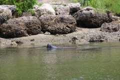 Trichechus manatus latirostris