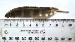 Ninox novaeseelandiae