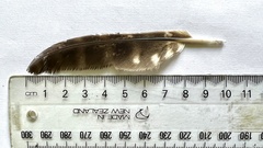 Ninox novaeseelandiae
