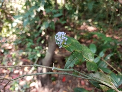 Memecylon randerianum