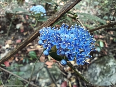 Memecylon randerianum