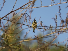 Spinus psaltria