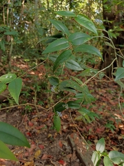 Memecylon randerianum