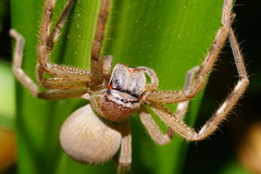 Neosparassus salacius