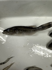 Micropterus punctulatus