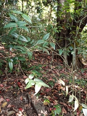 Memecylon randerianum