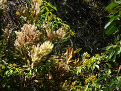 Grevillea baileyana